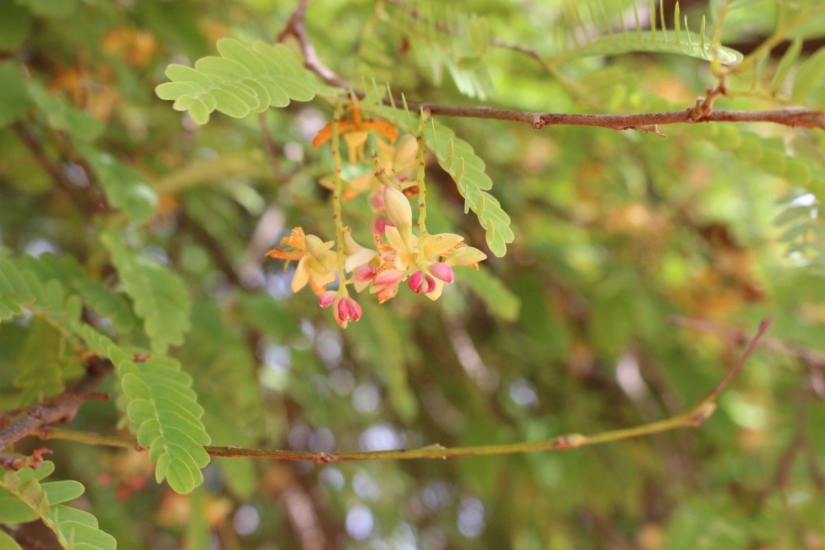 Tamarindus indica L.